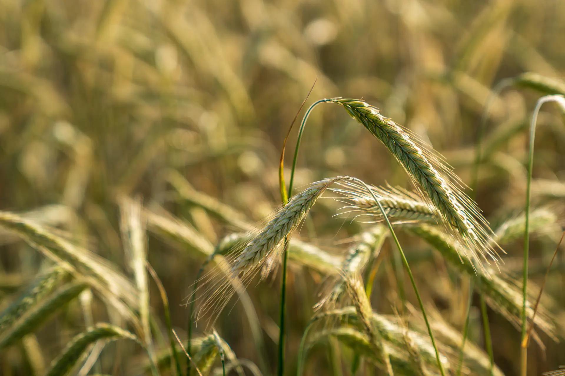 Machine Learning in Agriculture: How You Can Benefit from This Technology